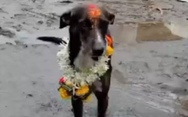 Indie Dog, Lost In Crowd, Makes A 250-Km Journey Back Home