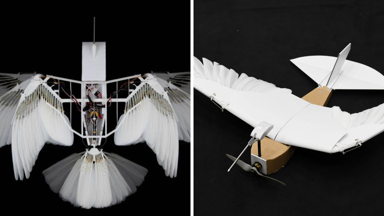 PigeonBot II Blends Biology and Engineering for the Most Lifelike Robotic Flight Yet PigeonBot II