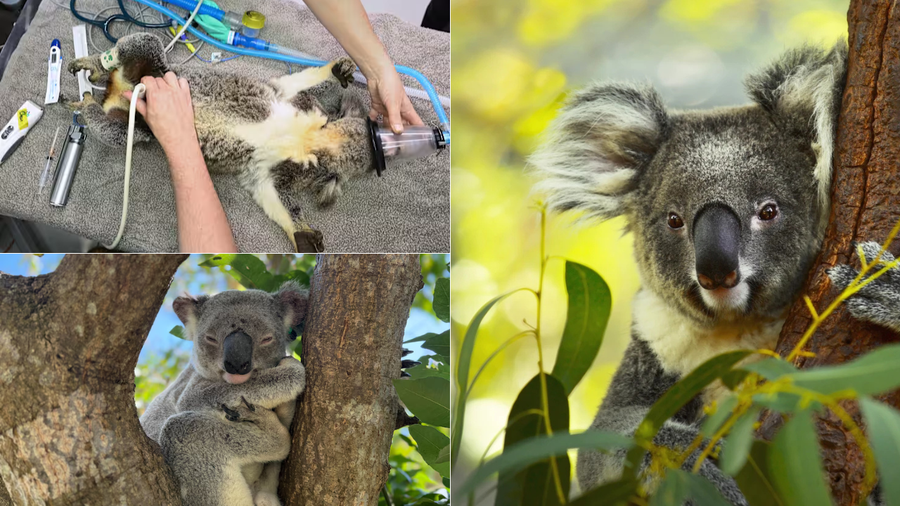 Untitled design - 2025-09-17T130928.033 World-First Vaccine