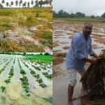 Government Moves Swiftly