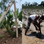 Unseasonal Rain Devastates