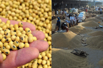 Soybean Prices Rise