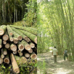 Bamboo Industry Policy 2025
