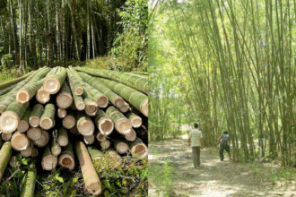 Bamboo Industry Policy 2025