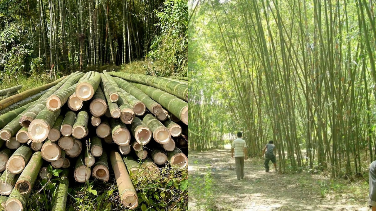 Bamboo Industry Policy 2025