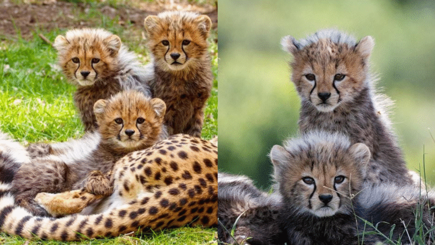 First Indian-Born Female Chelah