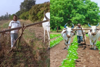 India’s Natural Farming Revolution