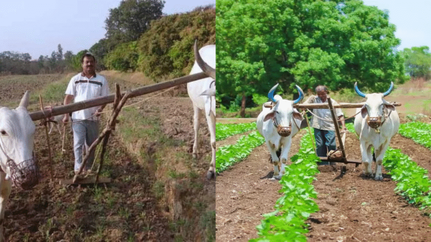 India’s Natural Farming Revolution