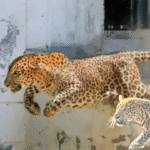 Human-Wildlife Conflict