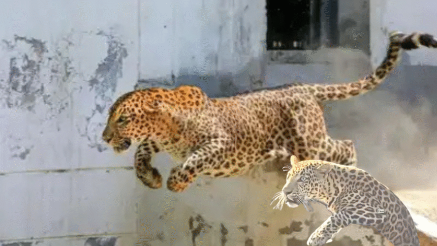 Human-Wildlife Conflict