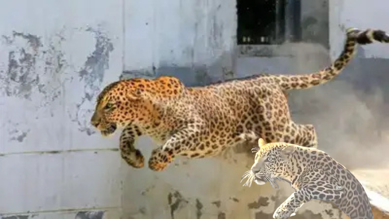 Untitled design - 2025-12-11T111012.225 Human-Wildlife Conflict